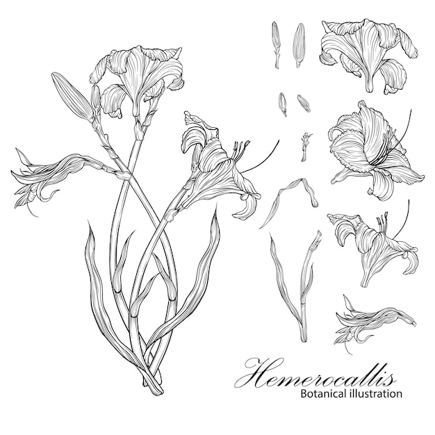 Botanical illustration of hemerocallis graphic illustration