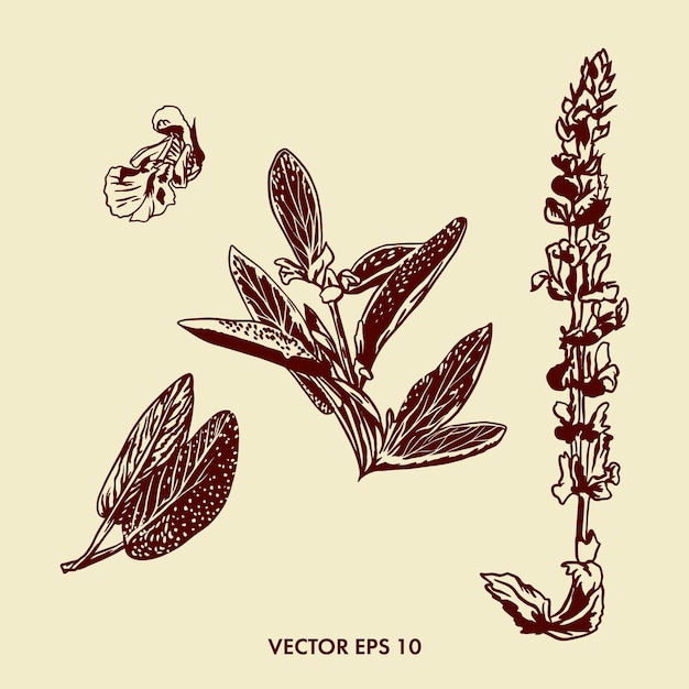 Illustrazione botanica di salvia ramo di foglie e fiori di salvia immagine grafica di una pianta