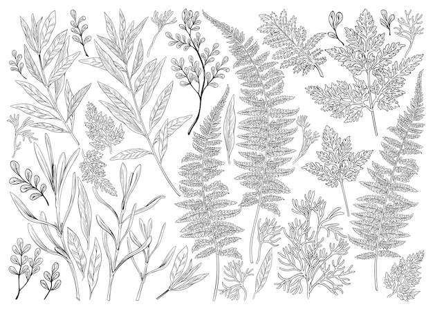 Illustrazione botanica set con erbe e foglie