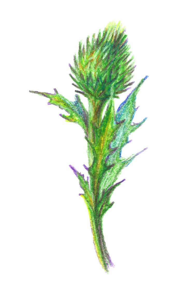 Vector botanical illustration of thistle or burdock flower drawn by hand with colored pencils