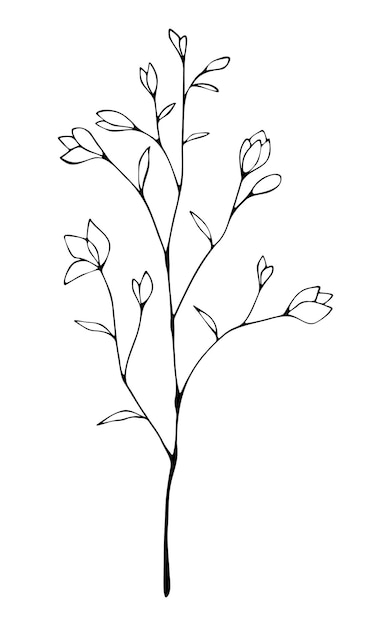 Botanical illustration of a twig with flowers and leaves Handdrawn vector