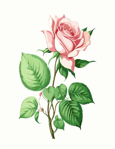 Vector botanical illustration types of rose white background style of pierrejoseph redoute white backgr