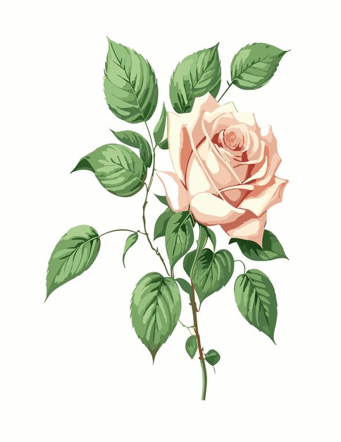 botanical illustration types of rose white background style of PierreJoseph Redoute white backgr