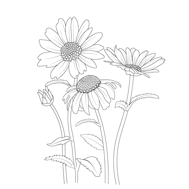 botanical leaf buds hand drawn daisy flower pencil art coloring page and book for adult or children