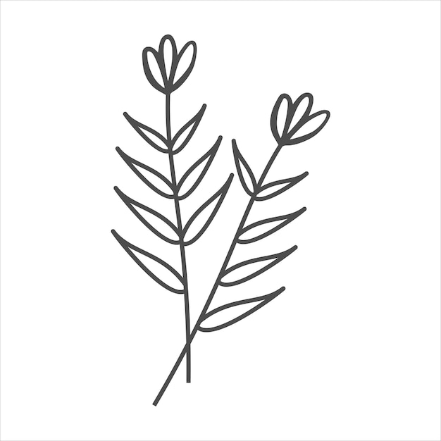 Botanical leaf doodle wildflower line art