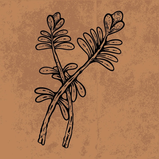 Vector botanical leaf doodle wildflower line art