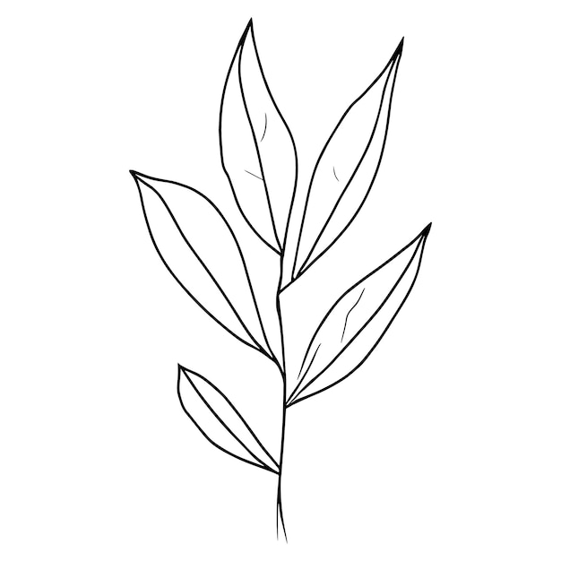 Botanical leaf line drawing botanical leaf clip art and handdrawn botanical illustration