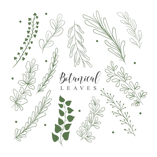 Botanical Leaves lineart