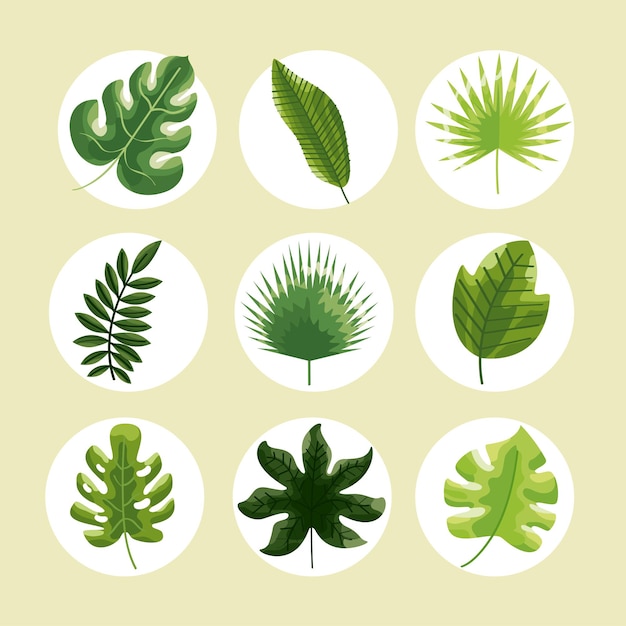 Vector botanical leaves set