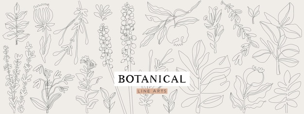 Vector botanical line art collection floral outline elements for print logo poster card design