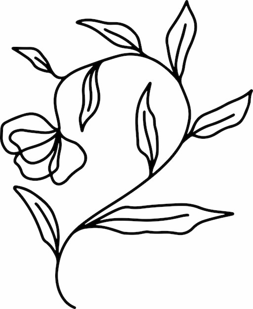 botanical line art