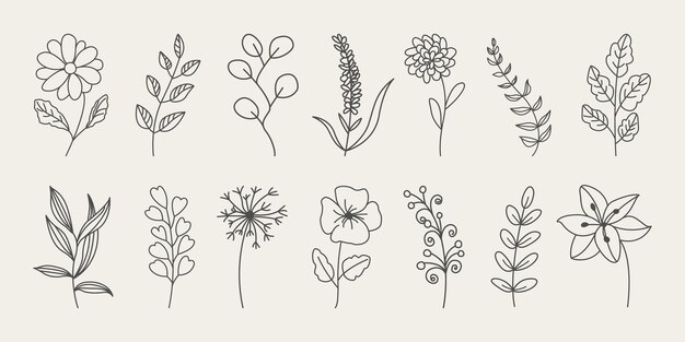 Botanical line drawing floral branch and minimal leaves