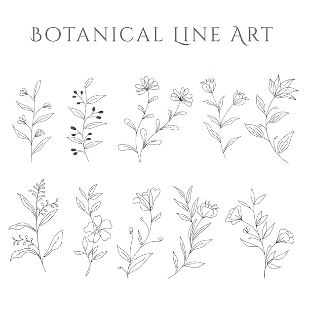 Vector botanical lines art