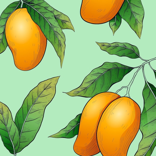 botanical mango tree illustration