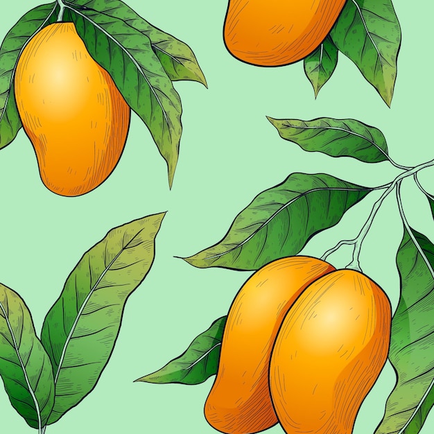 Botanical mango tree illustration