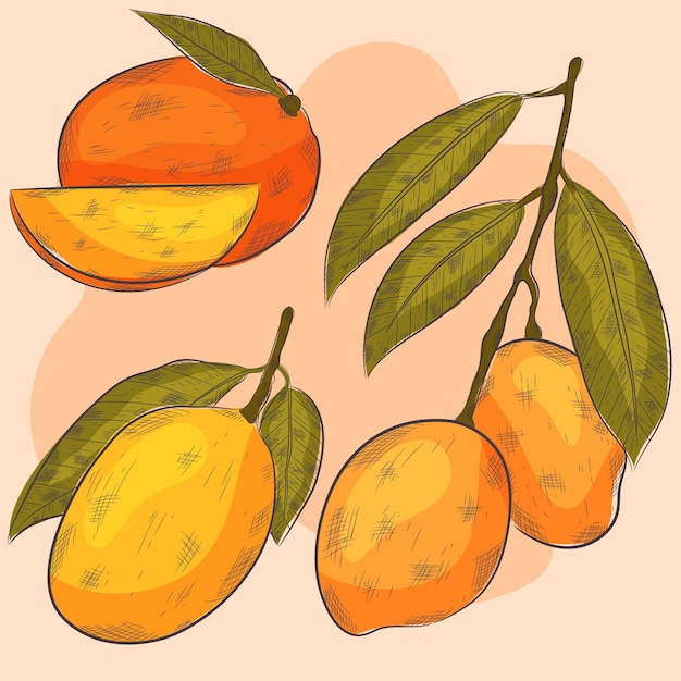 Illustrazione botanica dell'albero di mango