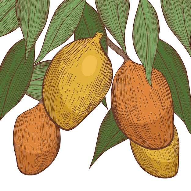 Botanical mango tree illustration