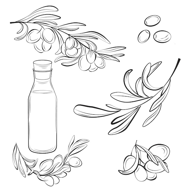Botanical, olive set. Hand-drawn illustrations of olives, branches with leaves, and an oil bottle.