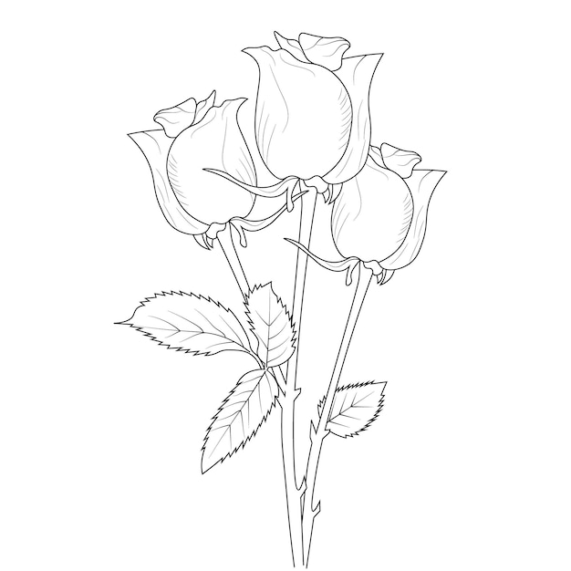 botanical rose buds collection hand drawn line art coloring page for children and adults.