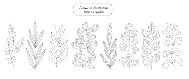 Botanical set of branches and herbs by hand drawn