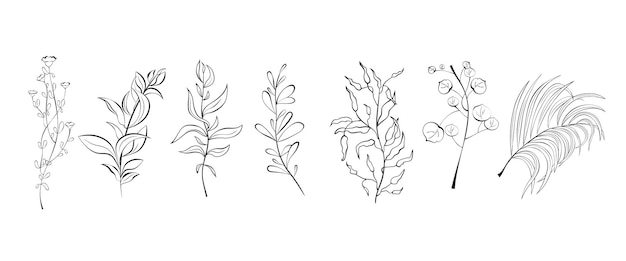 Botanical set of hand-drawn vector illustrations. Botanical branches, flowers, leaves.