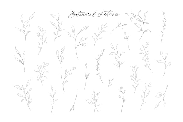 Botanical sketches of twigs and branches with leaves