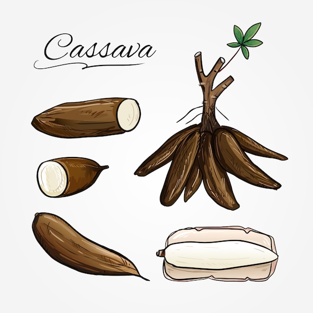 Botanical vector of cassava plant in cartoon style.