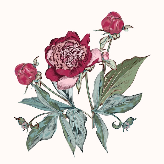 Illustrazione disegnata a mano di vettore botanico con fiore di peonia in stile vintage