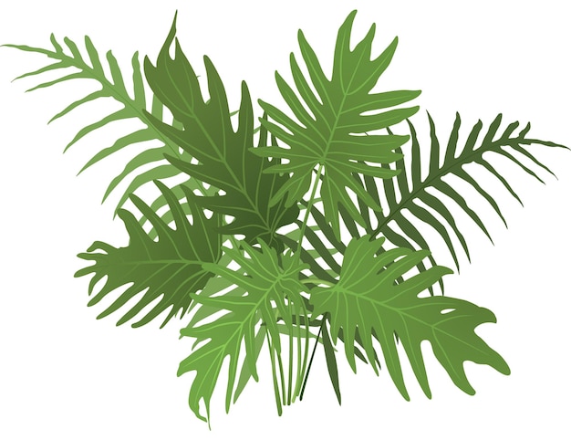 Ботаническая векторная иллюстрация тропических листьев куста изолированы на белом фоне зеленая флора джунглей