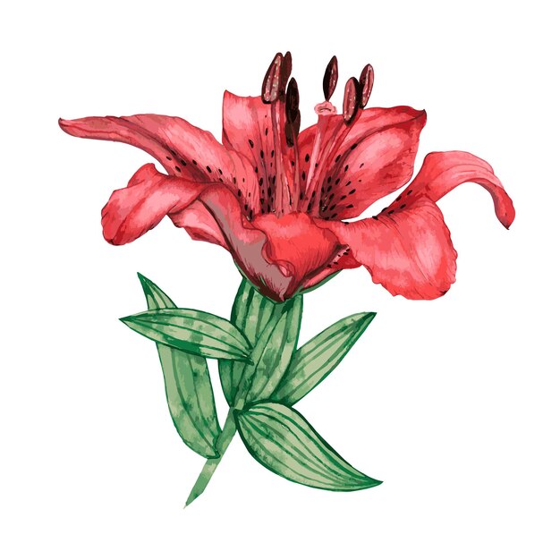 Vector botanical watercolor red lily