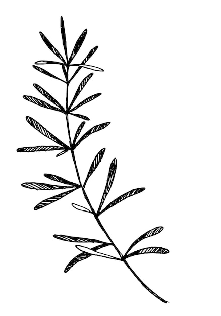 Botanische clipart van overzichtstak met bladeren Hand getrokken vectorillustratie Inktschets van plant die op wit wordt geïsoleerd