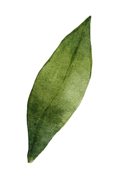 Vector botanische groene blad witte achtergrond