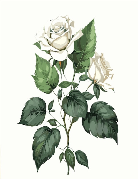 botanische illustratie soorten roze witte achtergrondstijl van PierreJoseph Redoute witte backgr