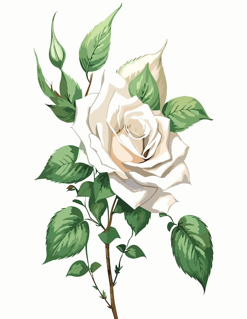 botanische illustratie soorten roze witte achtergrondstijl van PierreJoseph Redoute witte backgr