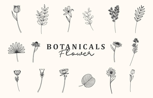 Botanische of bloem illustratie doodles sjabloon
