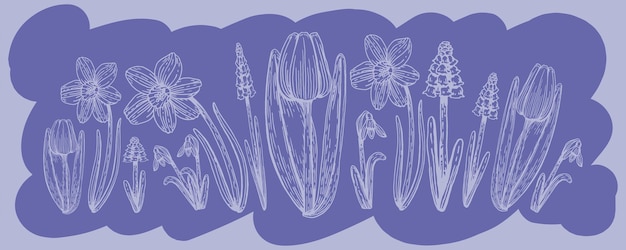 Botanische set lente bloemen lijnwerk Hand getekende vectorillustratie Een eenvoudige schets van een weide tulp narcis muscari pussy wilg lelietje-van-dalen op een gekleurde achtergrond is zeer peri