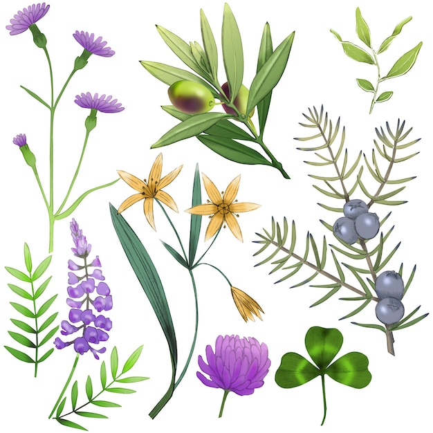 Botanische verzameling planten en bloemen. olijf, gagea, klaver, korenbloem, jeneverbes.