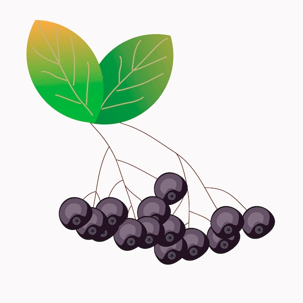 Aronia botanica matura per il tuo design