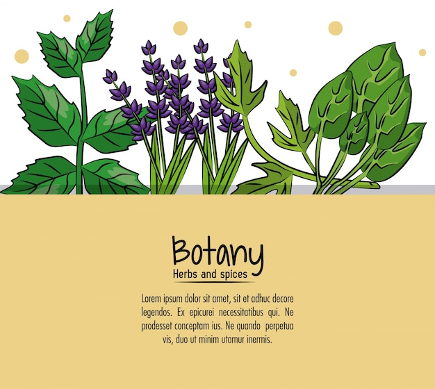 Botany herbs and spices background