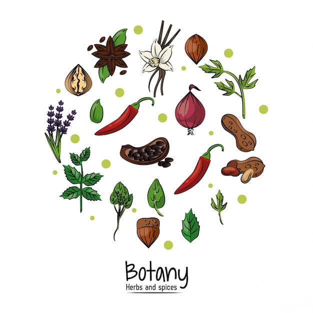 Vector botany herbs and spices background