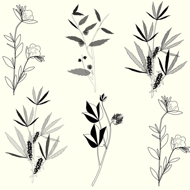 Botany plant silhouettes vector