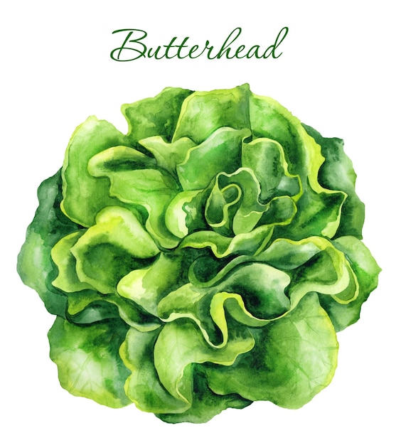 Botersla groene groentesalade aquarel illustratie