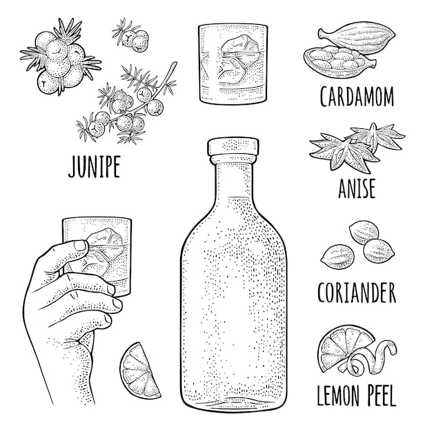 Vector bottle gin lime anise cardamom lemon coriander juniper vintage vector engraving