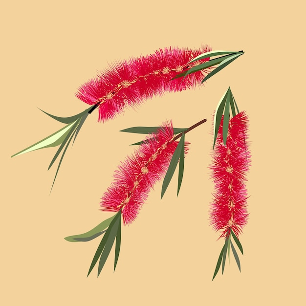 Vector bottlebrush