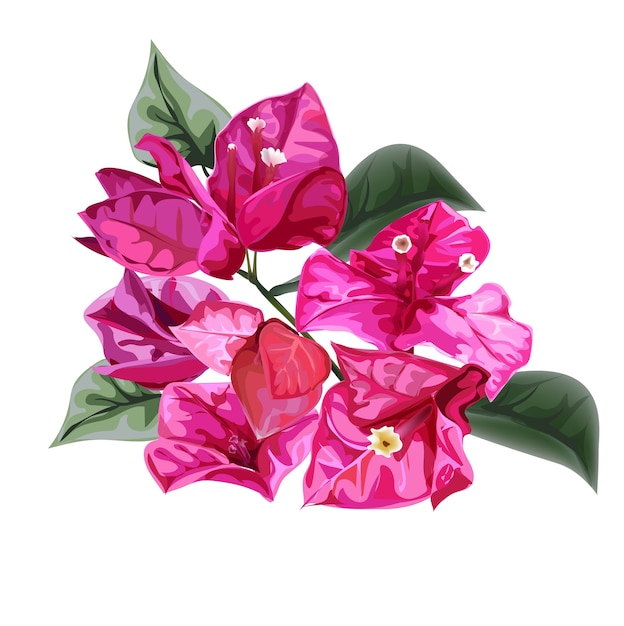 Vector bougainvillea bloem vectorillustratie