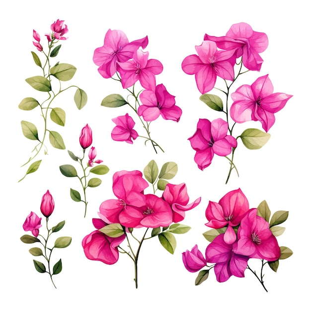 Bougainvillea watercolor flower set clipart white background