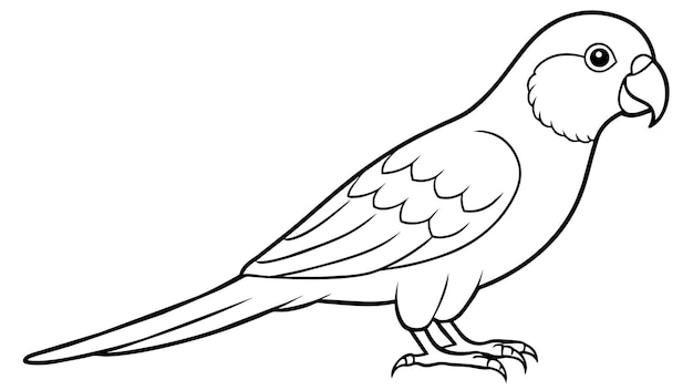 Boukers parrot stunning vector illustration for your designs