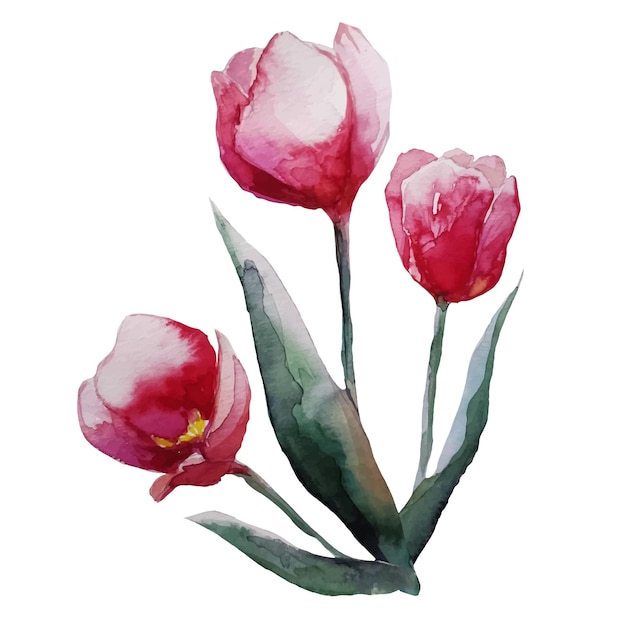 Bouquet of blooming red tulip flower with leaves watercolor illustration vector