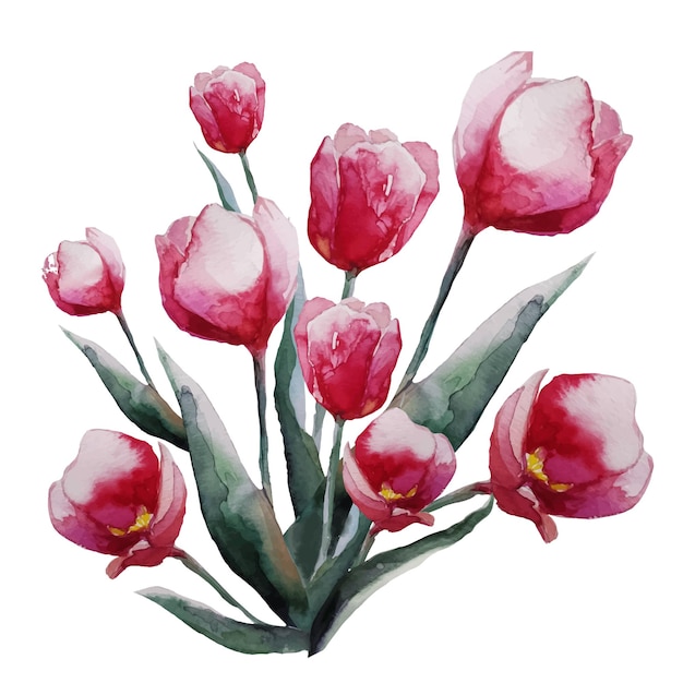 Букет цветущего красного цветка тюльпана с вектором акварельной иллюстрации листьев