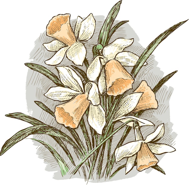 Vector bouquet of daffodils